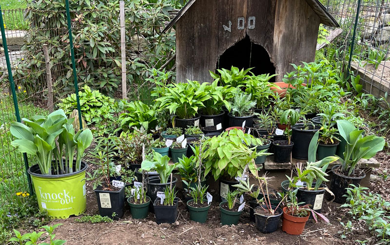 Brookline-Meetinghouse-Plant-Sale